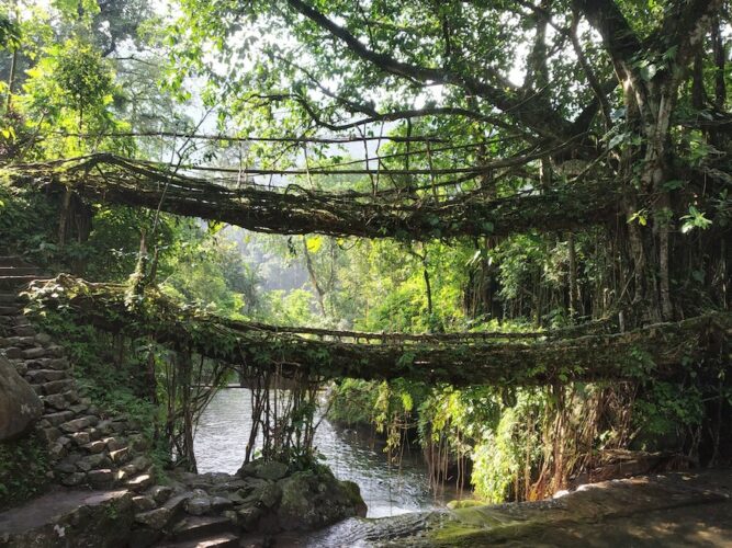 Living-root-bridges-in-Meghalaya