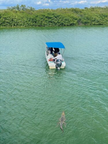 Crocodile following a motorboat in a lagoon in the Yucatan