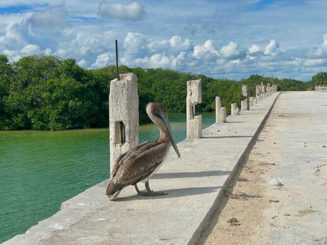 Pelican on a bridge in a nature reserve in the Yucatan