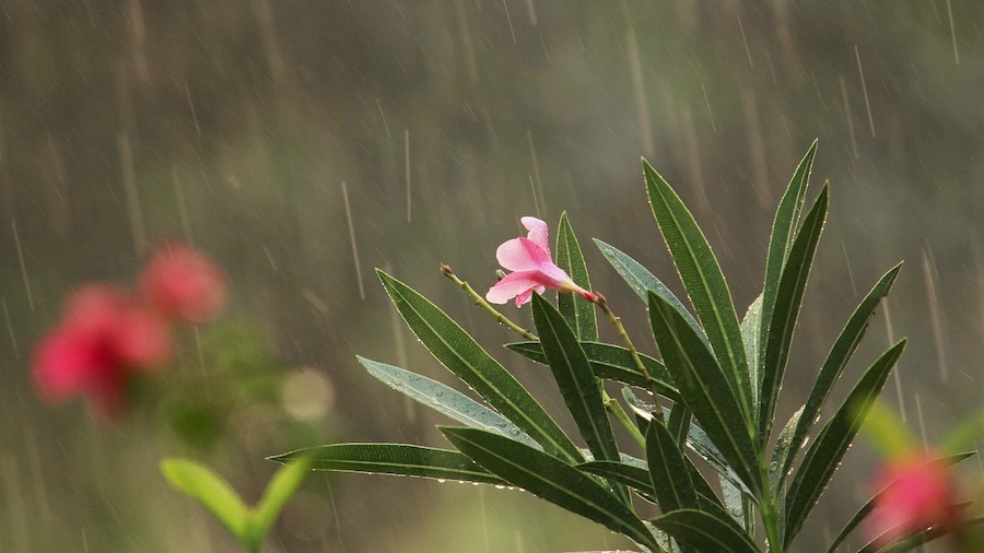 Monsoon-rain-in-kerala