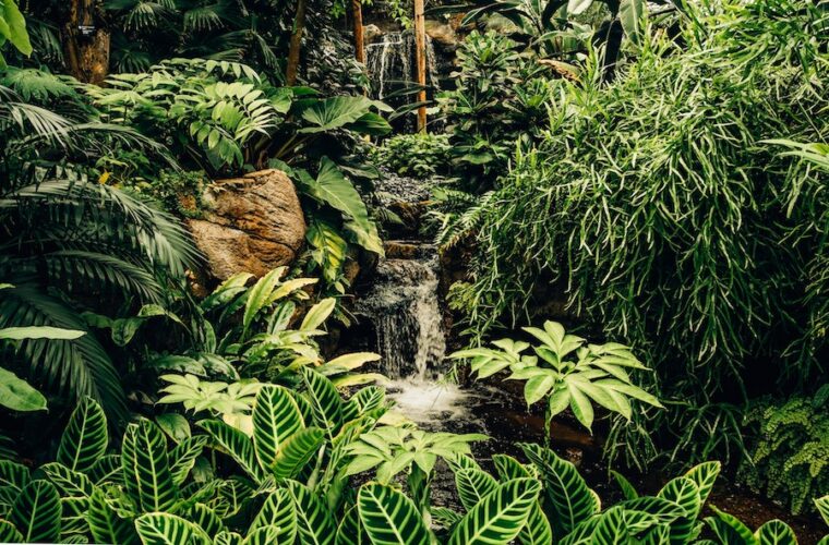 Lush-tropical-plants-and-greenery-with-a-little-waterfall