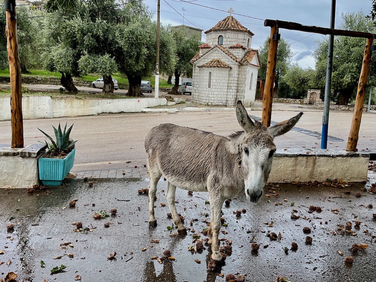 donkey-in-himara-old-town