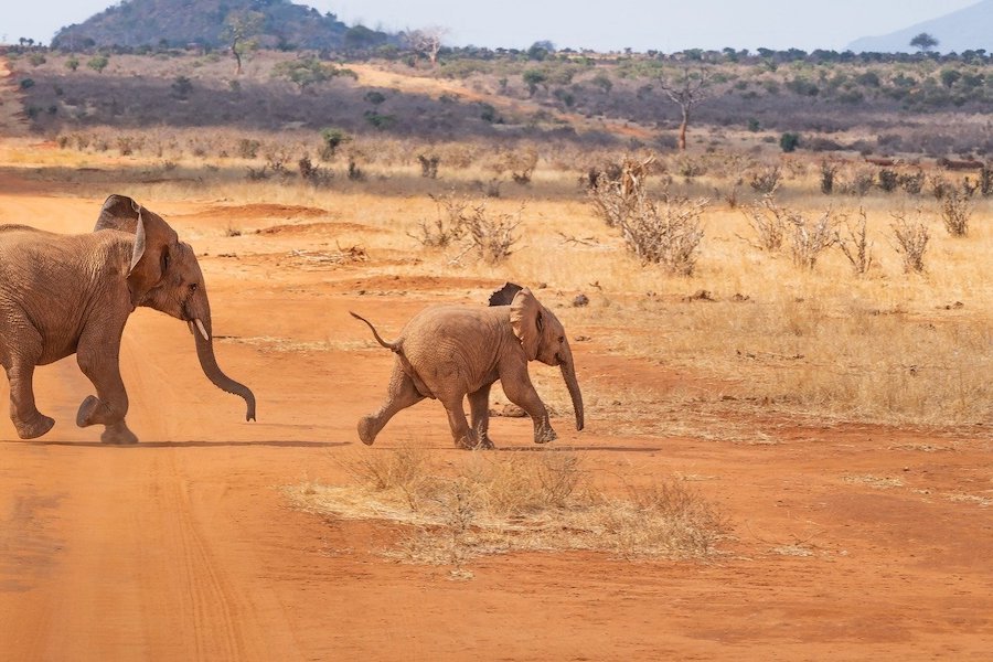 Baby-elephant-in-tsavo