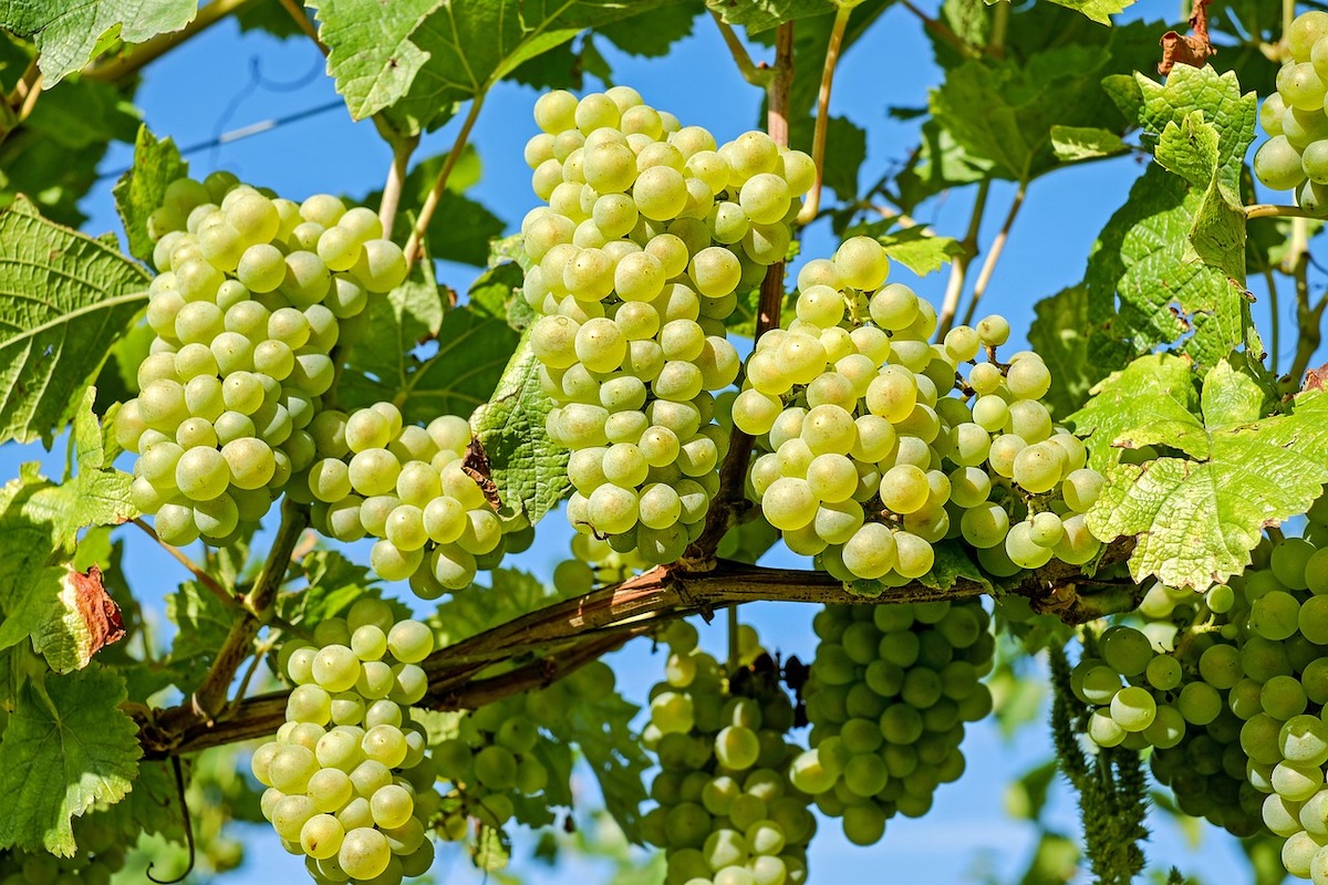 Bunches-of-white-wine-grapes-with-blue-sky