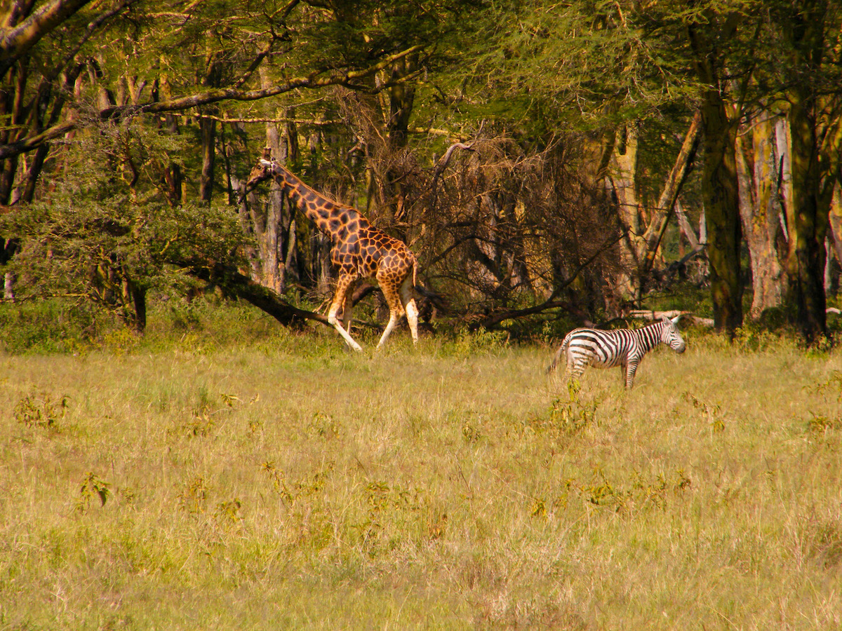 Giraffe-and-zebra-in-tsavo