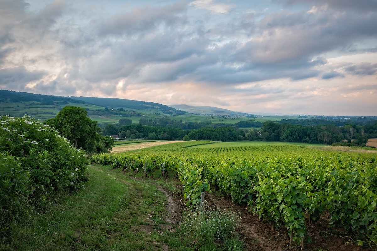 Green-vineyard-in-sussex-with-cloudy-skies