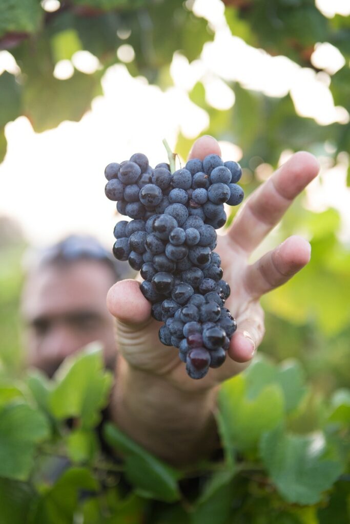 Man-holding-a-bunch-of-red-wine-grapes-during-a-vineyard-tour