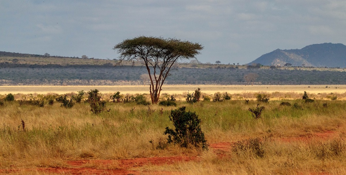 Arid-savannah-with-red-dirt-in-Tsavo-Kenya