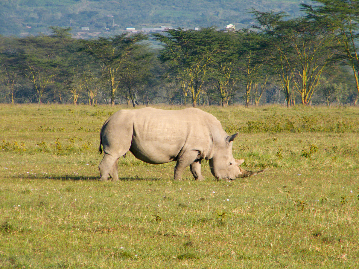 Rhino grazing in the savannah in Kenya