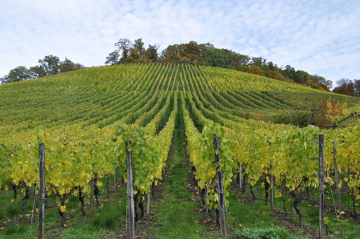 View down a row of grape vines running up a green hill with trees at the top