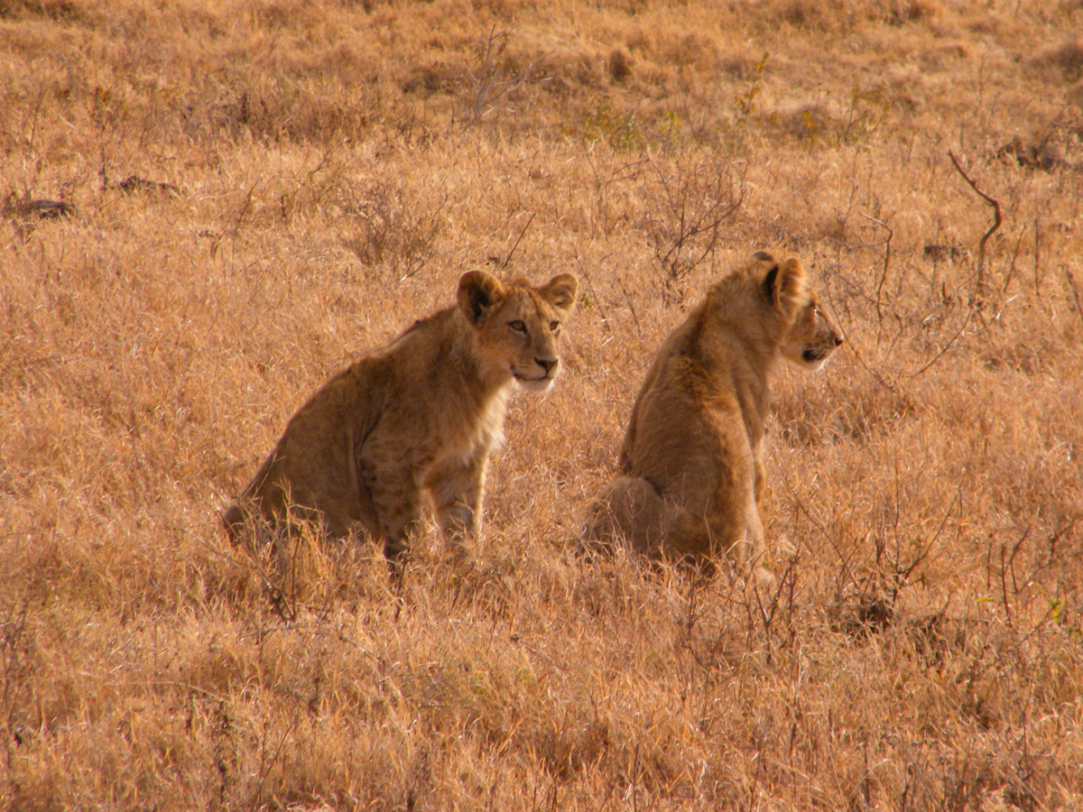 Two-lions-seen-on-safari-in-africa