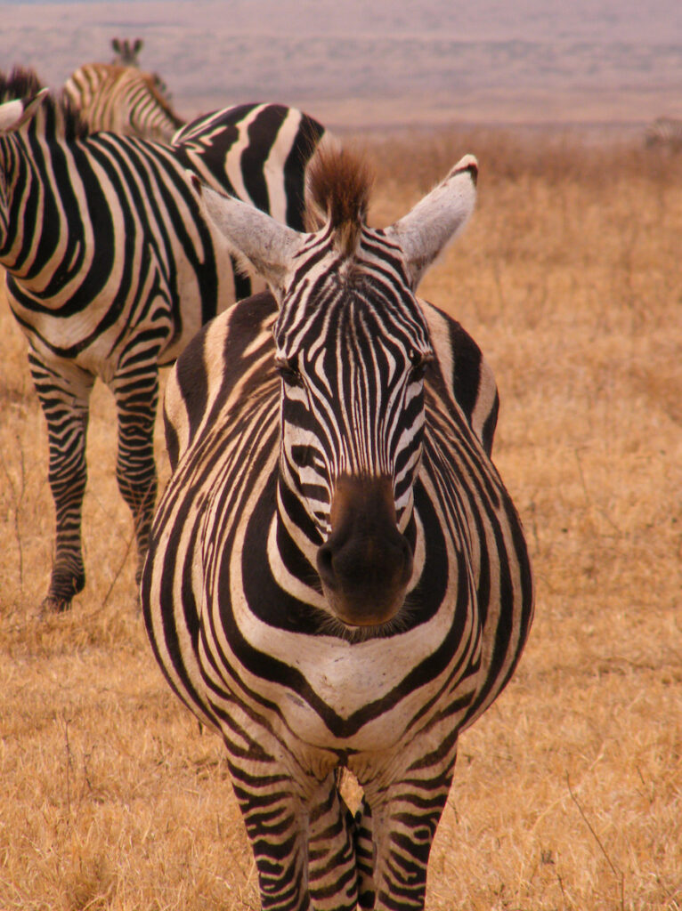 Face-on-photo-of-a-Zebra-seen-on-safari-in-africa