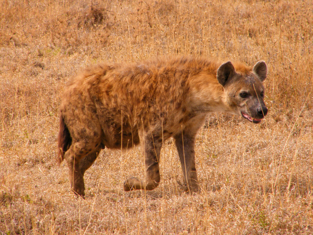 Hyena-on-safari-in-africa