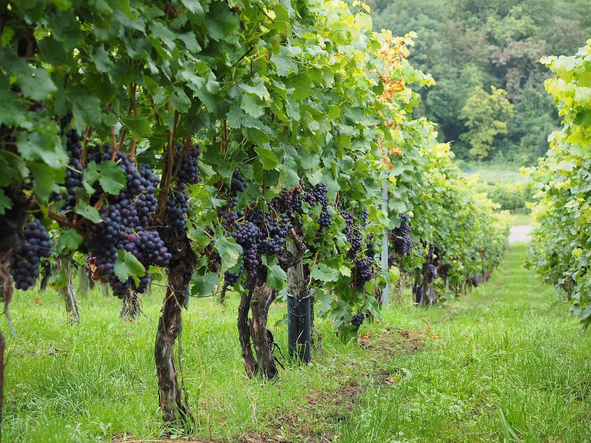 Red grapes growing in a lush green vineyard