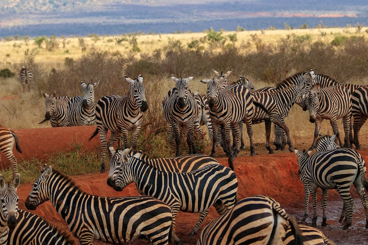 Tsavo-zebras-on-a-game-drive