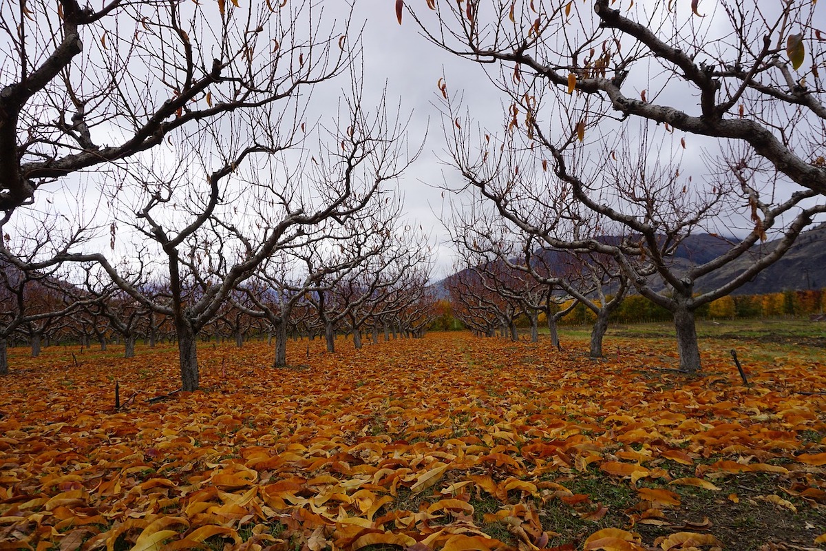 Vineyard in winter with bare trees and orange leaves on the ground