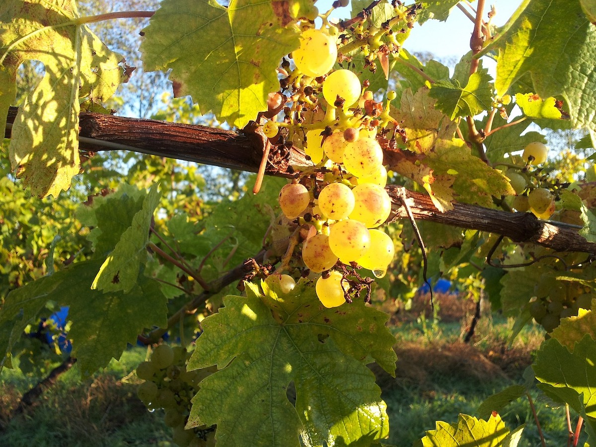 White-wine-grapes-growing-on-a-vine