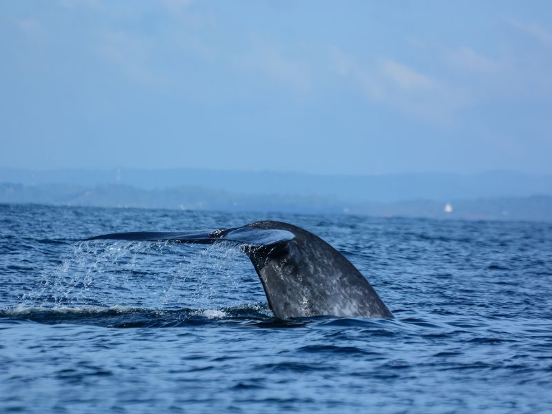 whale-tail-above-the-water