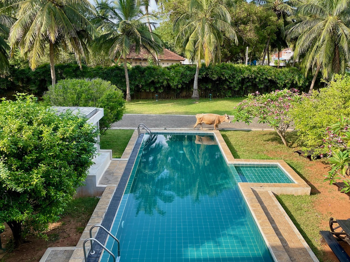 jaffna-heritage-hotel-pool-with-cow