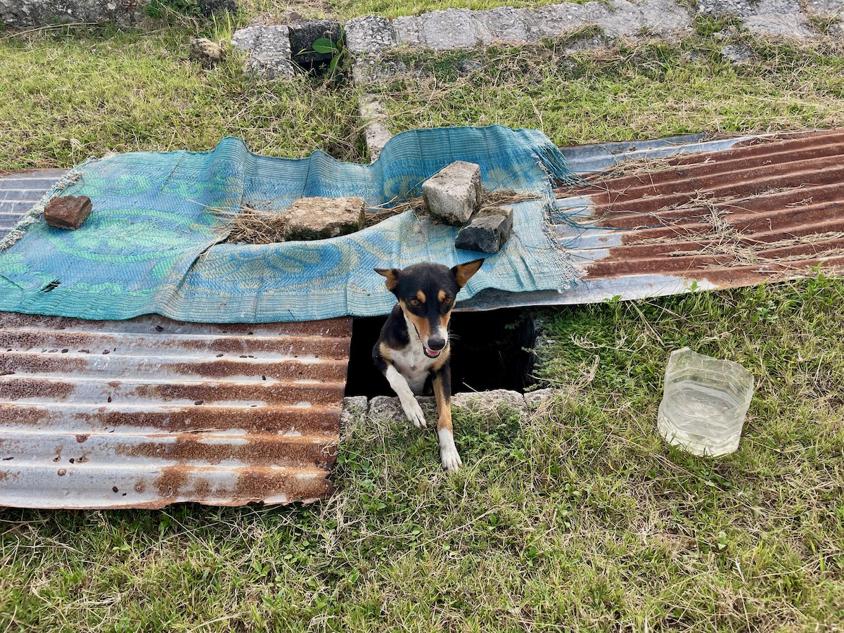 female-dog-emerging-from-shelter-in-jaffna-fort