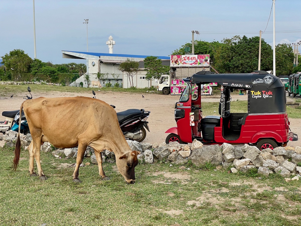 my-red-tuk-tuk-and-a-cow-in-jaffna
