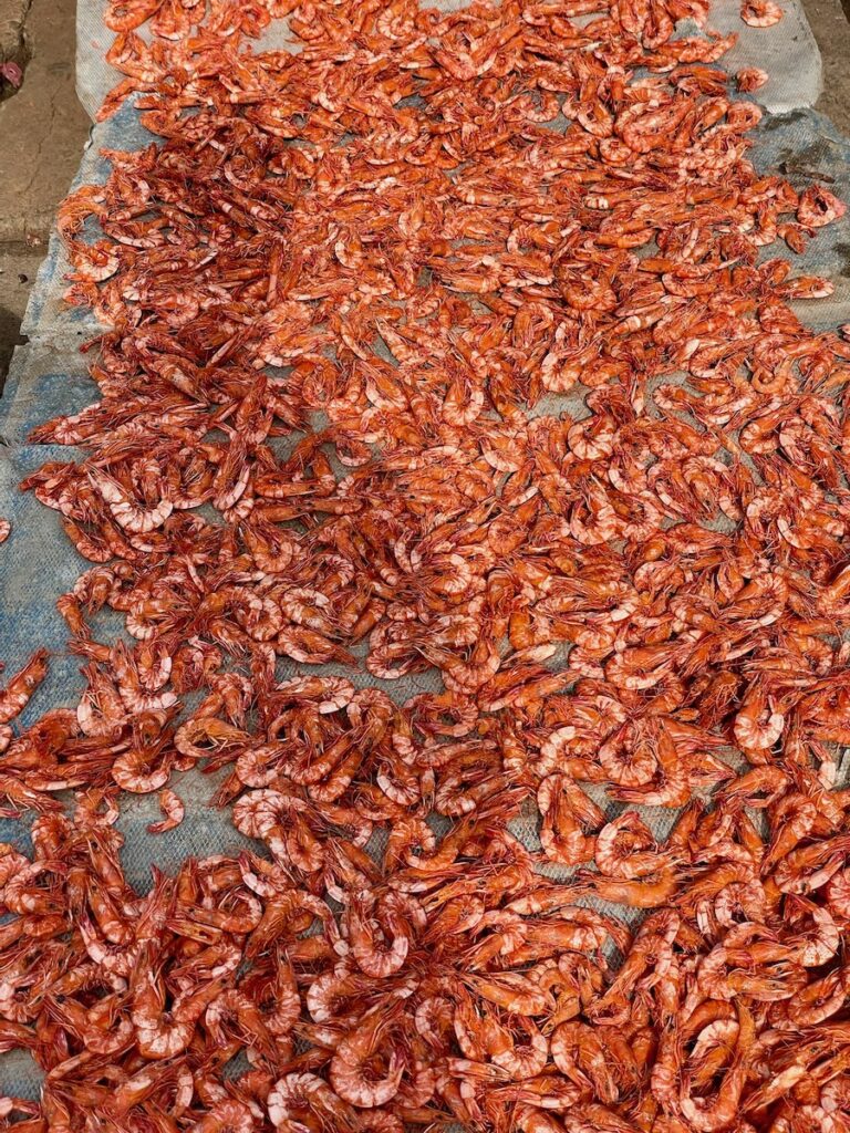 red-shrimps-drying-in-the-sun-in-jaffna