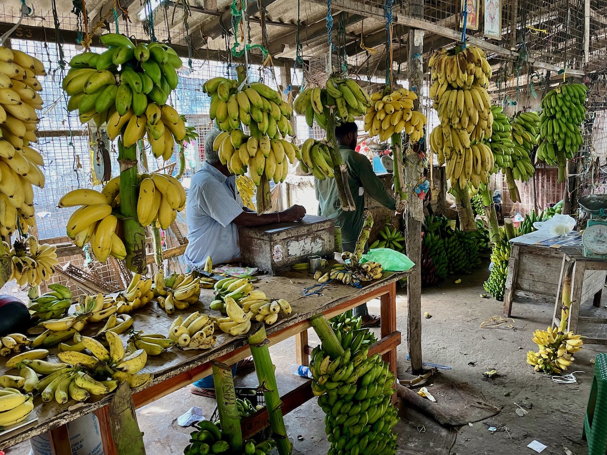 bunches-of-bananas-for-sale-in-jaffna-market
