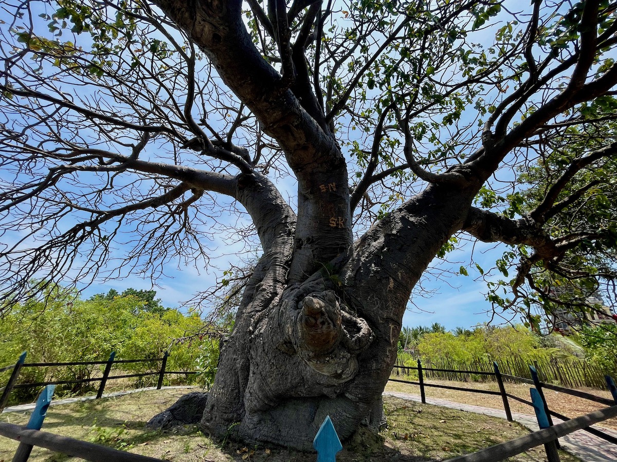 baobab-tree-on-Punkudutivu-island