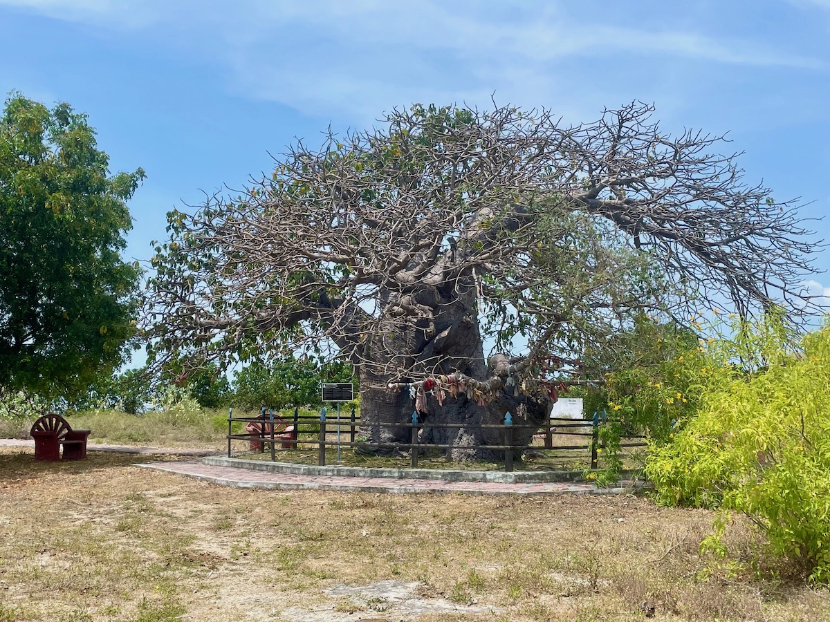 Punkudutivu-baobab-tree
