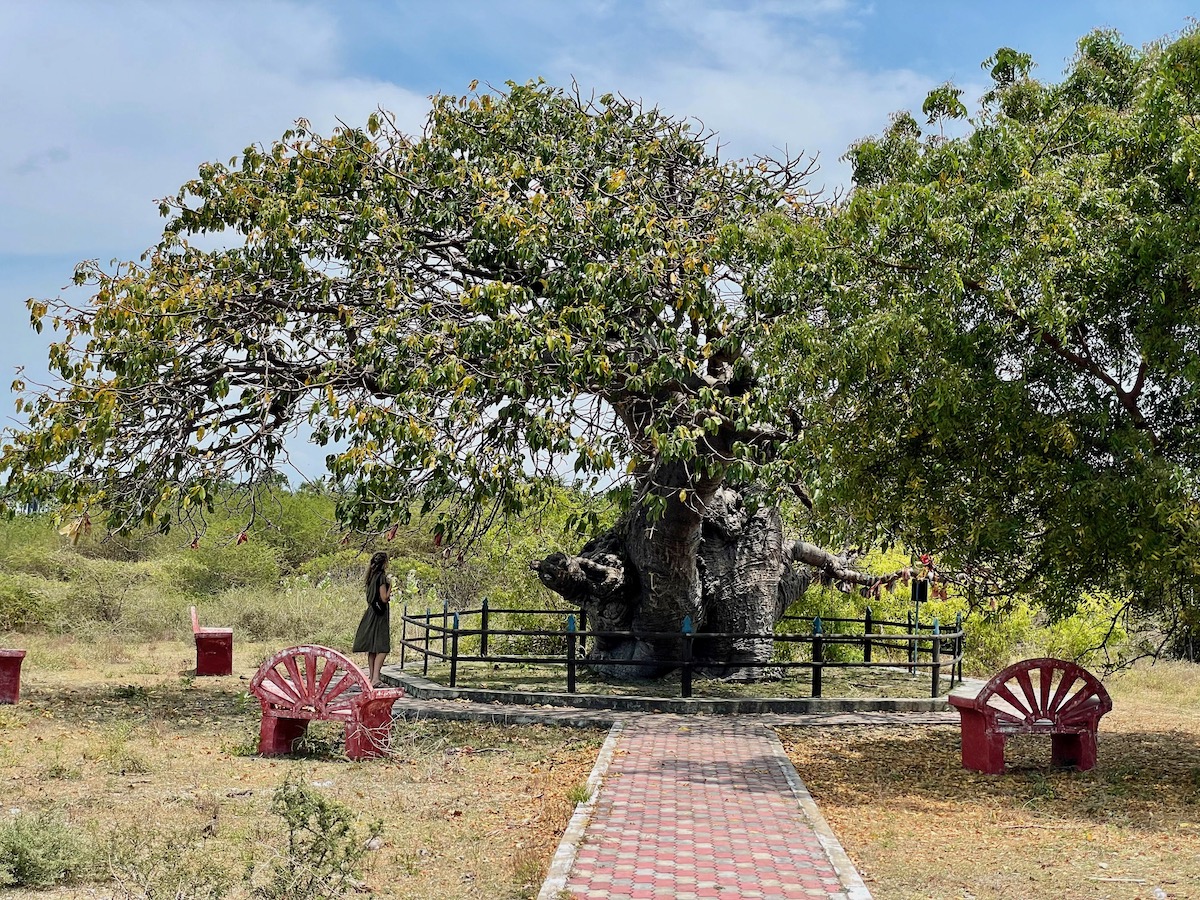 baobab-tree-Punkudutivu-island-jaffna