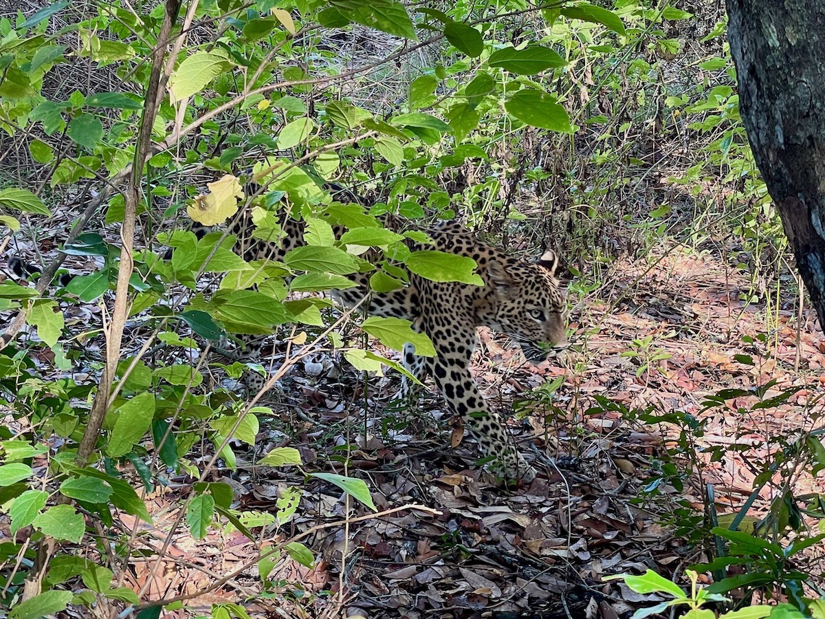 Leopard-walking-through-the-forest-in-wilpattu-national-park