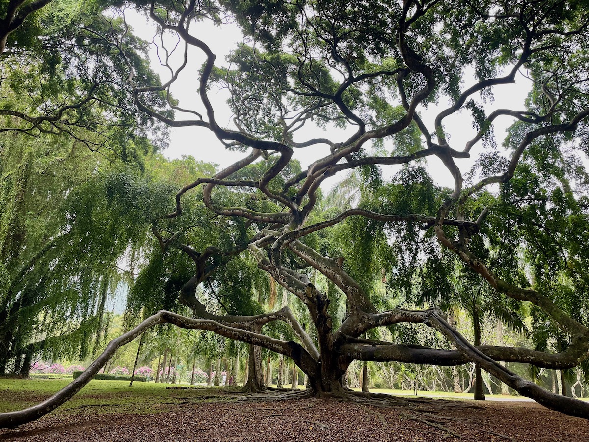amazing-gnarled-tree-in-royal-botanic-gardens-kandy