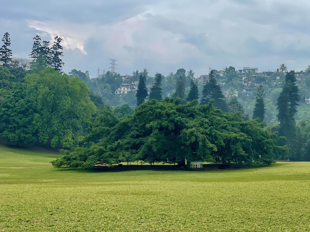 giant-tree-in-middle-of-lawn-in-peredeniya-royal-botanical-gardens-kandy