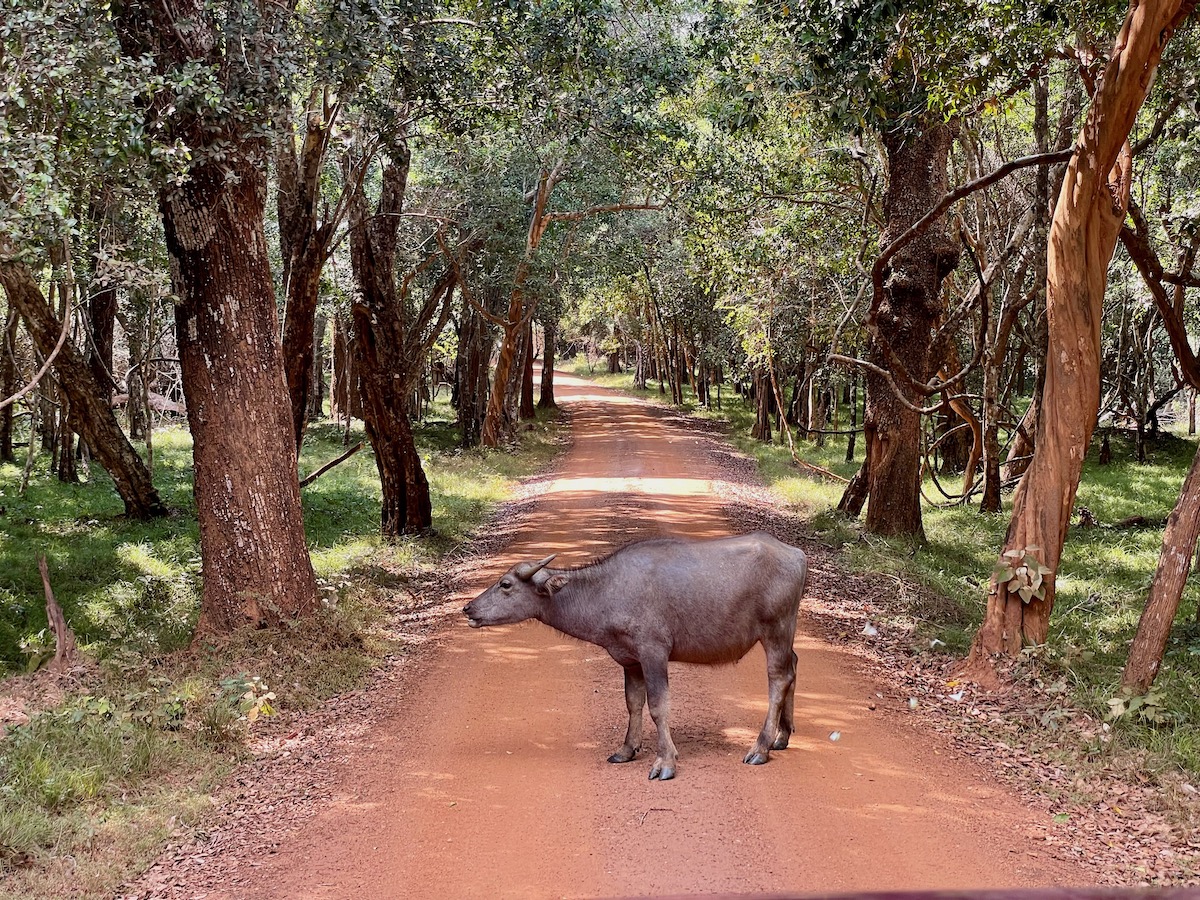 buffalo-on-the-road-during-a-safari-in-sri-lanka