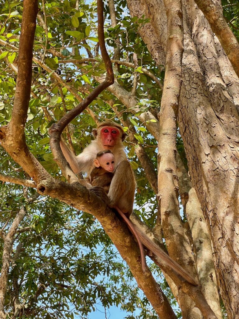 red-faced-monkey-with-baby-sitting-in-a-tree-in-wilpattu