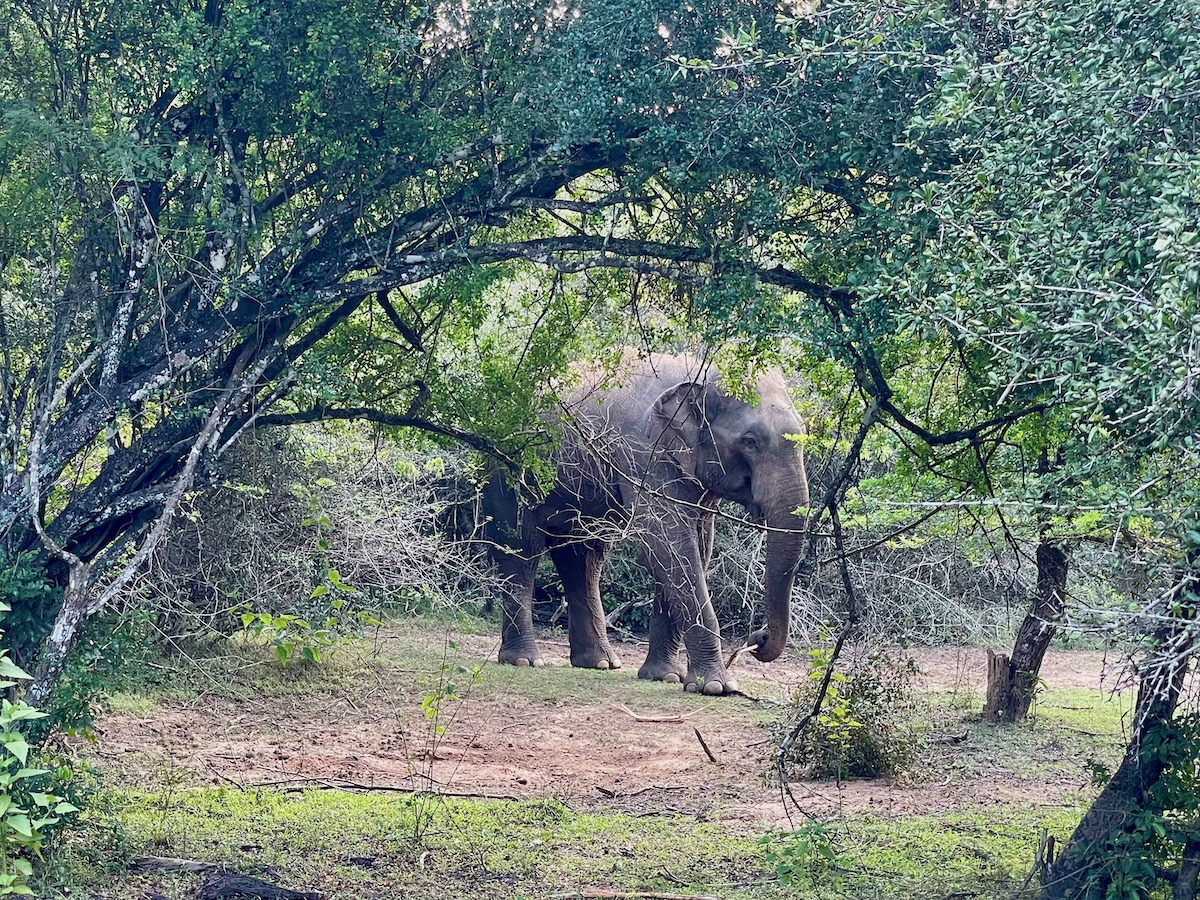 elephant-in-the-forest-in-sri-lanka