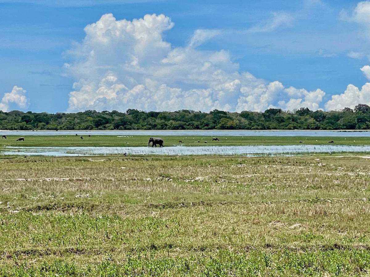 kumana-national-park-with-elephant-in-the-distance-by-a-lake