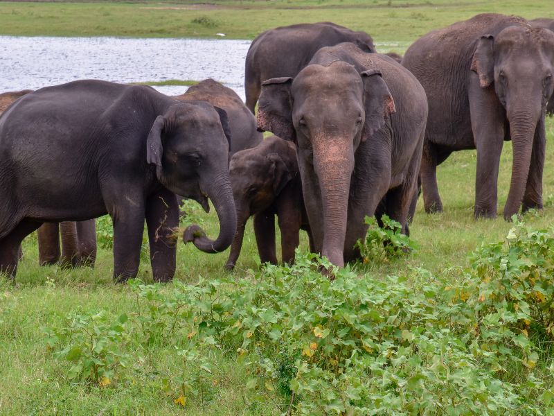 Herd-of-elephants-at-Uduwalawe-national-park-sri-lanka