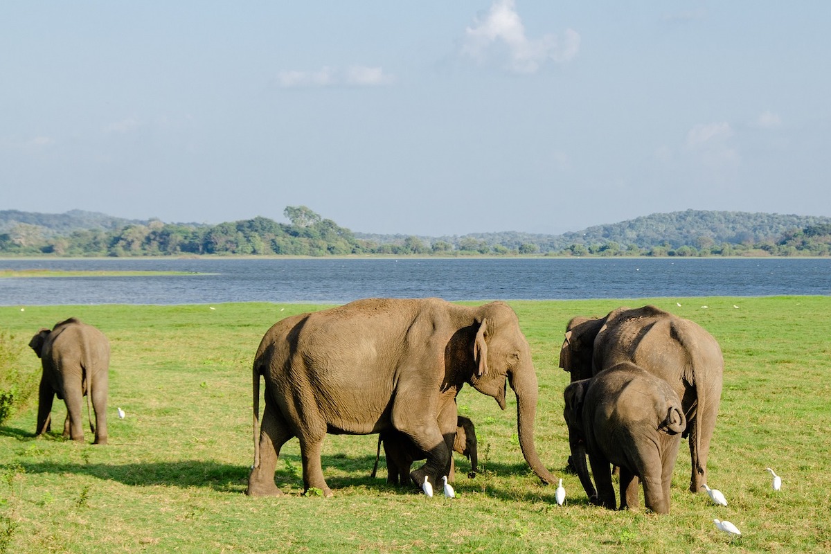 elephant-at-Minneriya-national-park-sri-lanka