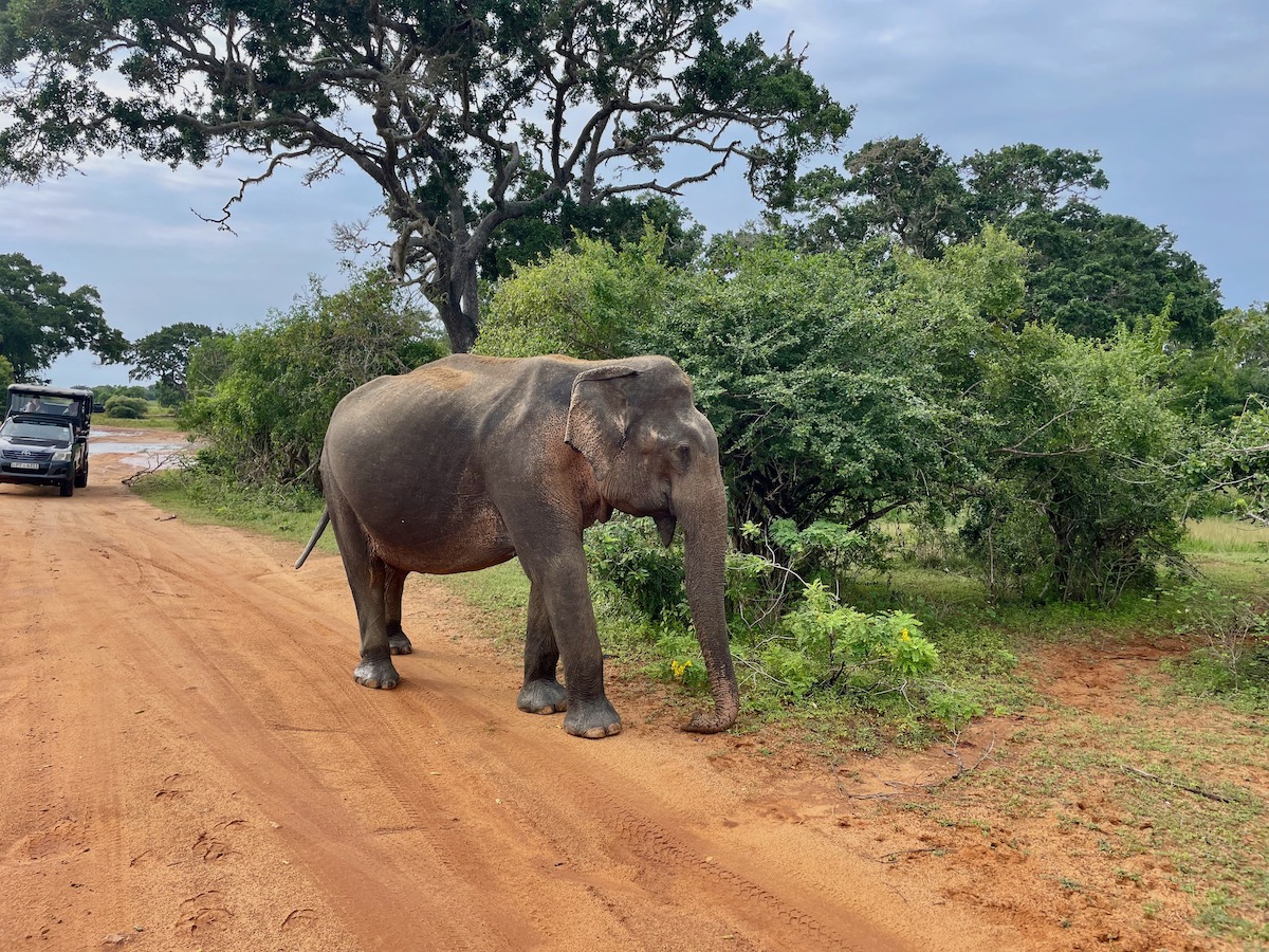 elephant-on-a-red-dirt-road-in-yala-national-park-on-a-safari-in-sri-lanka