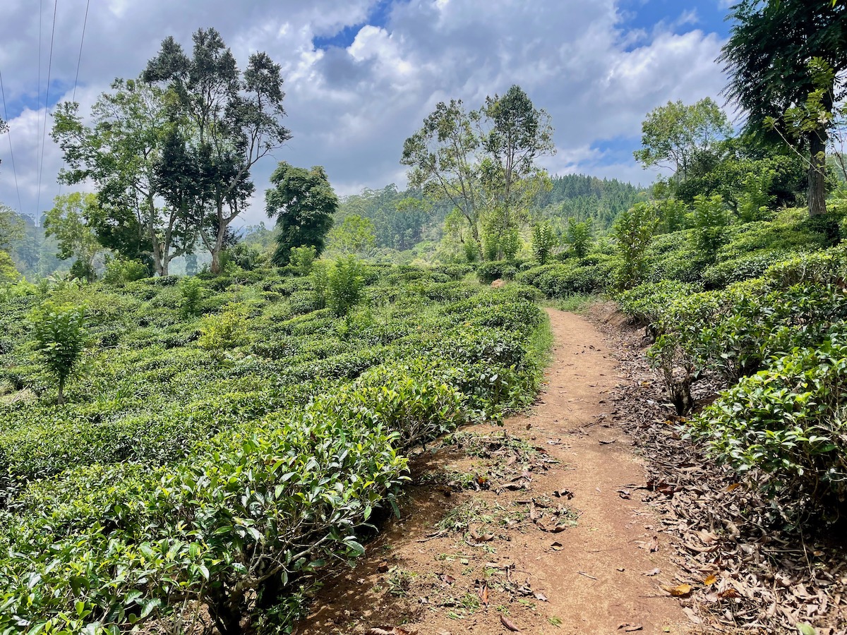 path-through-a-tea-plantation-in-ella