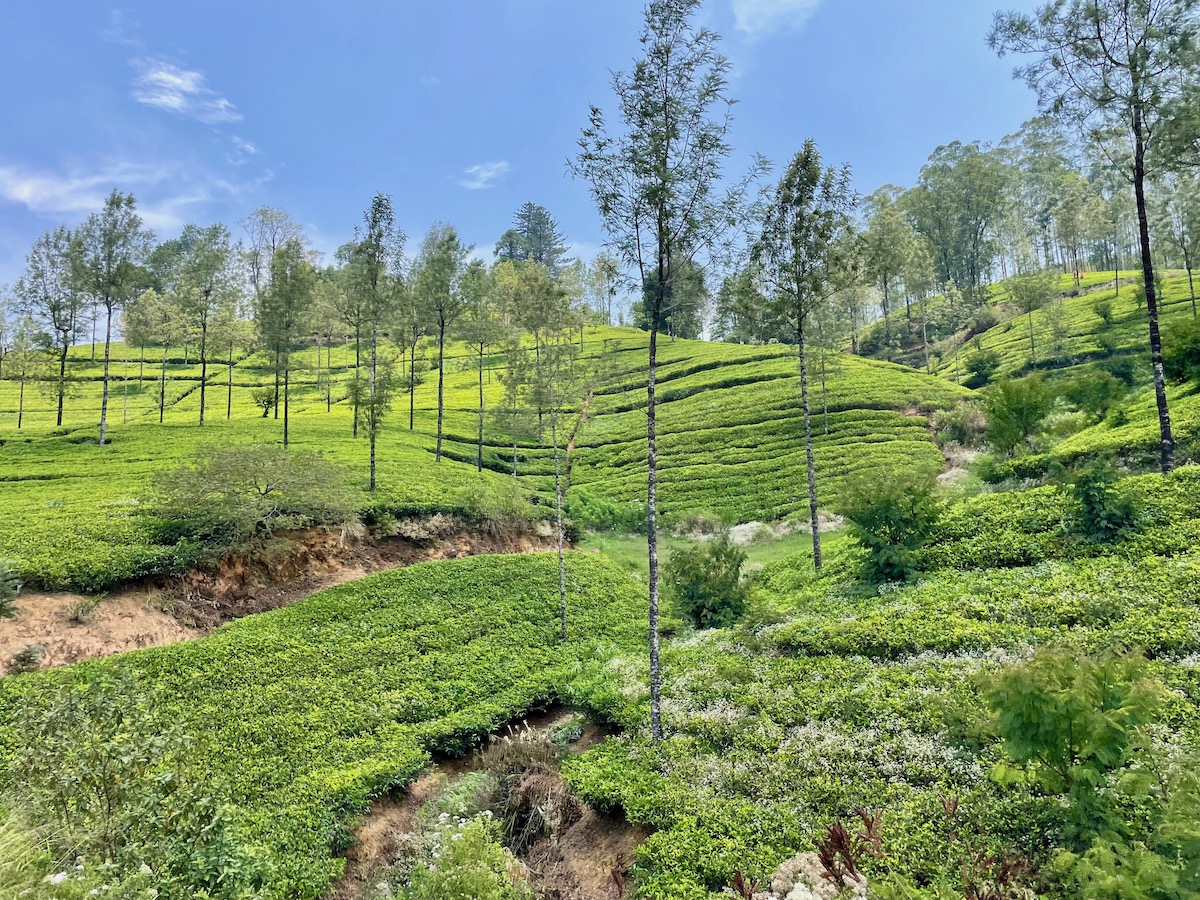 tea-plantations-from-the-train-in-central-sri-lanka