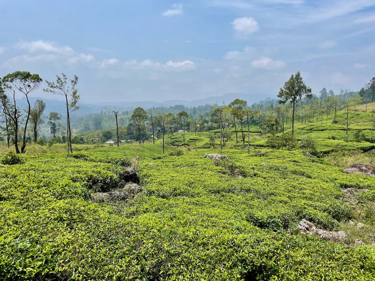 ceylon-tea-plantations-in-central-highlands-of-sri-lanka