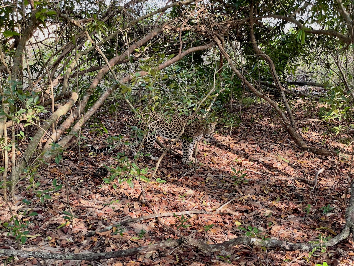 camouflaged-leopard-on-a-wilpattu-safari-trip
