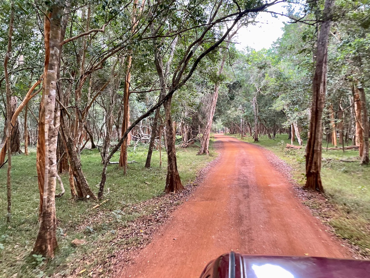 view-of-forest-from-wilpattu-safari-jeep