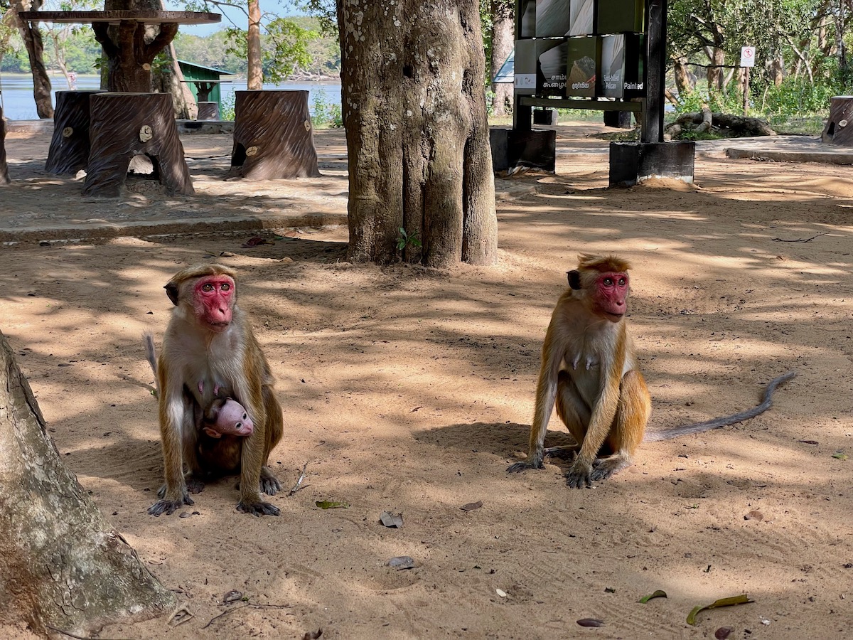 monkeys-at-a-rest-stop-in-wilpattu
