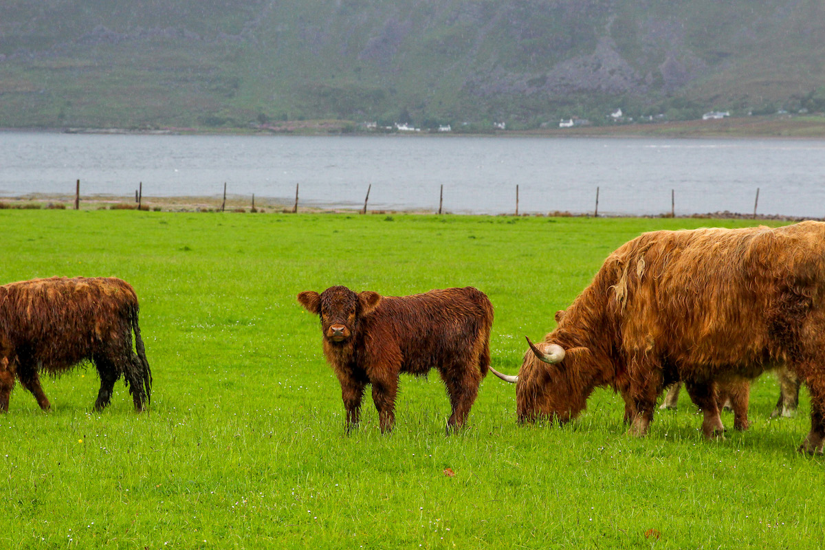 scottish-highland-cattle-and-calf