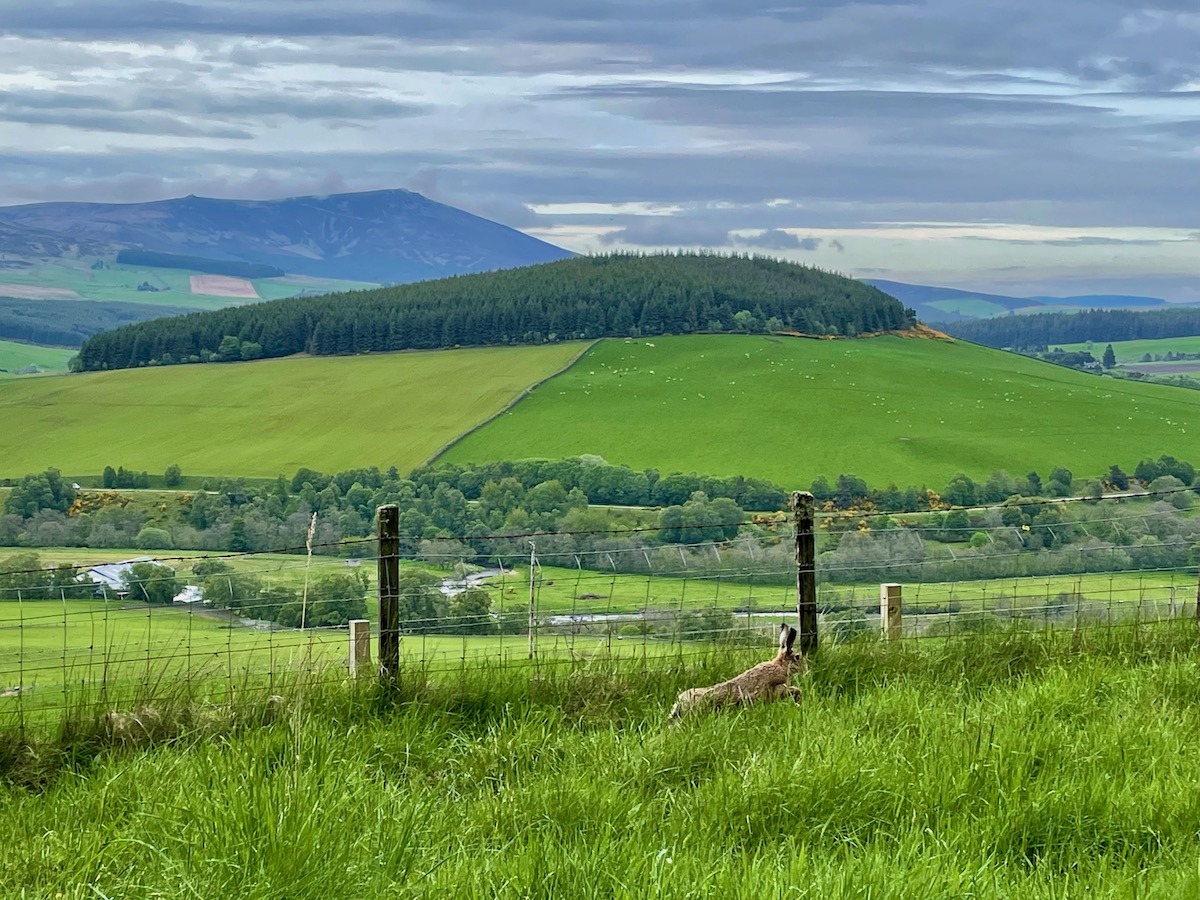 hare-jumping-through-green-fields-in-scotland