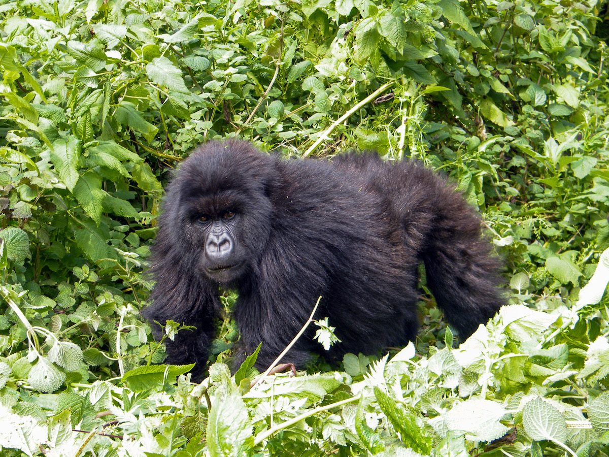 adult-gorilla-in-rwanda
