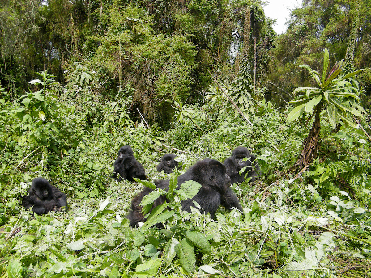 family-of-mountain-gorillas-in-the-virunga-volcanoes-national-park-forest-in-rwanda